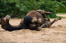 Kamel (20 von 108).jpg